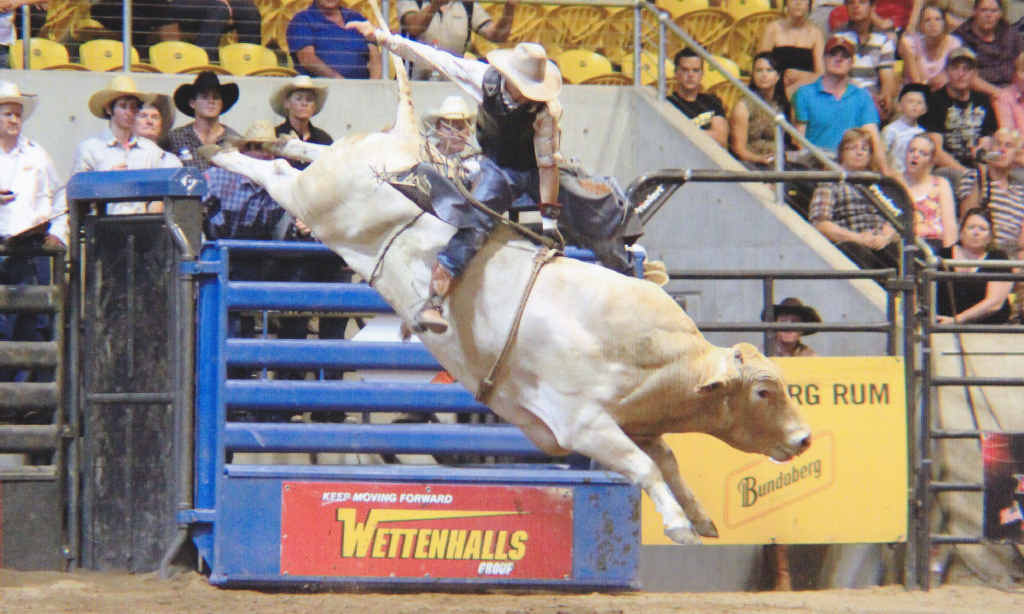 Prized Dunne family bull That’s Gold will be sure to put on a fine show at the Duaringa Bullarama. Prized Dunne family bull That’s Gold will be sure to put on a fine show at the Duaringa Bullarama.